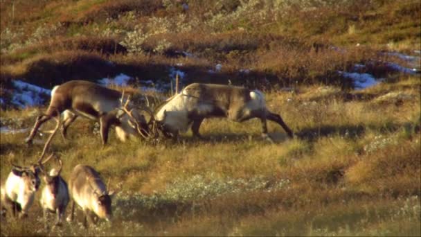 Північний олень (у Північній Америці - карібу, Лат. Rangifer Tarandus Північний олень у далекому минулому допоміг людині опанувати Північ. — стокове відео