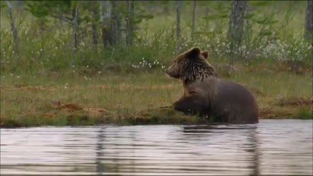 Brunbjörn eller vanlig björn (Lat. Ursus arctos) är ett rovdjur i björnfamiljen; ett av de största landrovdjuren. — Stockvideo