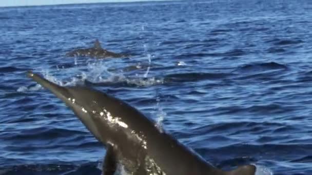 Дельфин Черноморский Дельфин Tursiops Truncatus Ponticus Популярность Дельфинов Бутылконосов Обусловлена — стоковое видео