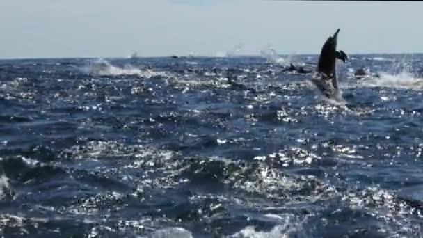 돌고래입니다 병코돌고래 Tursiops Truncatus Ponticus 병코돌고래의 인기는 영화와 소설에 등장하는 — 비디오