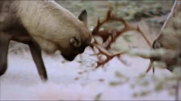 Le renne (en Amérique du Nord - caribou, Lat. Rangifer tarandus). Le renne dans un passé lointain a permis à l'homme de maîtriser le Nord — Video