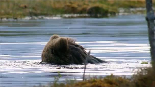 Brunbjörn eller vanlig björn (Lat. Ursus arctos) är ett rovdjur i björnfamiljen; ett av de största landrovdjuren. — Stockvideo