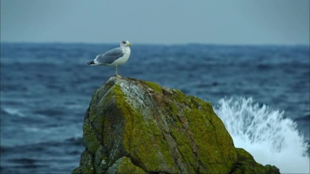 Ο γλάρος σε ένα βράχο στο φόντο μιας καταιγίδας. Είναι συνήθως μεγάλα ή μεσαίου μεγέθους πουλιά, με λευκό ή γκρι φτέρωμα, συχνά με μαύρα σημάδια στο κεφάλι ή τα φτερά — Αρχείο Βίντεο