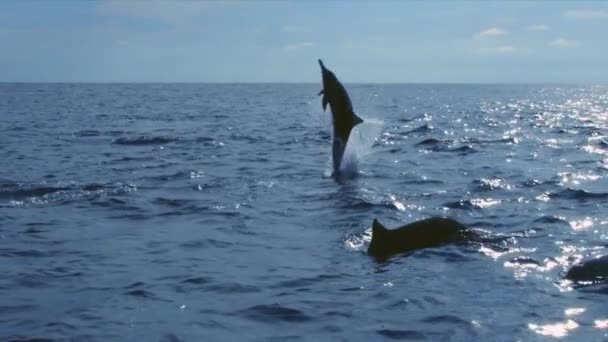 イルカ 黒海の底生イルカ Tursiops Truncatus Ponticus ボトルネックイルカの人気は 映画やフィクションの多くの参照と学ぶ能力の高さによるものです — ストック動画