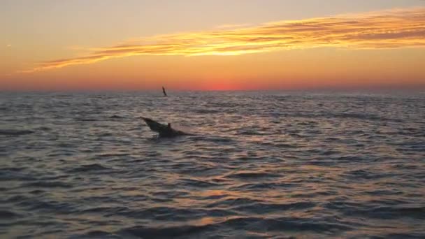 Dolphin Black Sea Bottlenose Dolphin Tursiops Truncatus Ponticus Popularity Bottlenose — Stock Video