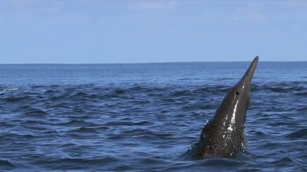 イルカ 黒海の底生イルカ Tursiops Truncatus Ponticus ボトルネックイルカの人気は 映画やフィクションの多くの参照と学ぶ能力の高さによるものです — ストック動画