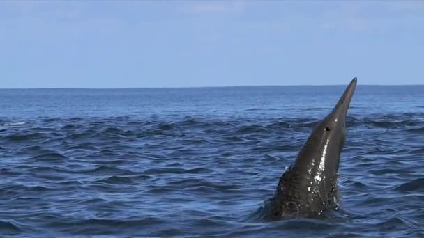 Дельфин Черноморский Дельфин Tursiops Truncatus Ponticus Популярность Дельфинов Бутылконосов Обусловлена — стоковое видео