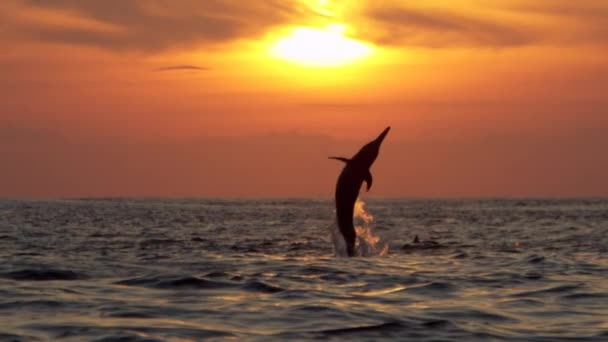 Delfín Delfín Černý Tursiops Truncatus Ponticus Popularita Delfínů Skákavých Dána — Stock video