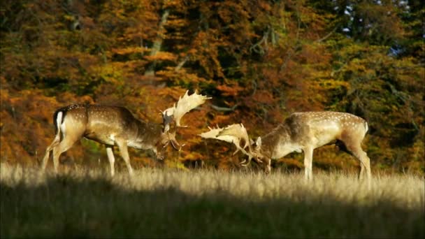Fallow deer, or European fallow deer (Dama dama) stag of average size, common in Europe and Asia. It is characterized wide horns, especially in Mature males, and spotted a summer color. — Stock Video