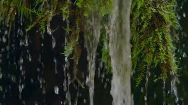 Dağ şelalesi. Hızlı dağ nehri. Nehir kenarındaki dağ nehri. Tumnin Nehri, Sikhote-Alin Dağları 'nın doğu yamacındaki en büyük nehirdir..