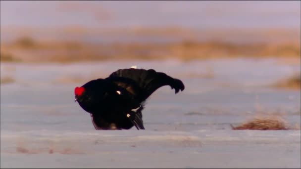 The black grouse (Latin: Lyrurus tetrix) is a common bird of the pheasant family that lives in the forest, forest-steppe and partially steppe zones of Eurasia. Object of hunting. — Stock Video