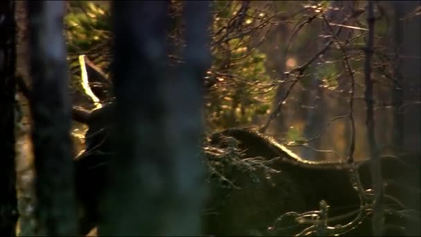 L'orignal ou wapiti (Lat. Alces alces) est la plus grande espèce existante de la famille des cerfs. L'orignal se distingue par les bois larges, plats (ou palmés) des mâles. — Video