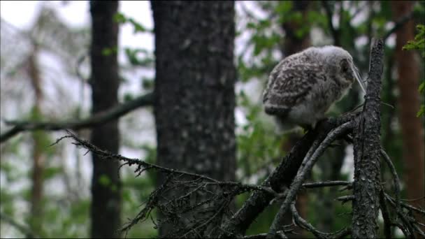 灰色のフクロウまたはタウニーフクロウ(Strix aluco)はフクロウ科の中規模の鳥です。古い落葉樹や混生林を好み、針葉樹林や森林農場でよく見られる。. — ストック動画