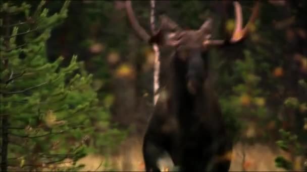 De eland of eland (Lat. Alces alces is een geslacht van herten uit de familie herten (Alces). De elanden onderscheiden zich door het brede, vlakke (of palmatale) gewei van de mannetjes.. — Stockvideo