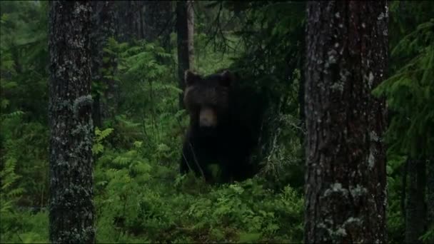 Barna medve, vagy közönséges medve (Lat. Ursus arctos) egy ragadozó emlős a medve család; az egyik legnagyobb szárazföldi ragadozók. — Stock videók