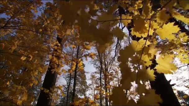 Színes őszi erdő. Színkavalkád van. Indiai nyár. Őszi táj. Sétál az erdőben. — Stock videók