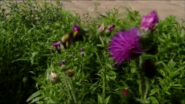 Bumblebee (em inglês). Bombas) e flores de jardim. Inseto da família das abelhas reais (lat. Apidae), em muitos aspectos perto de abelhas . — Vídeo de Stock