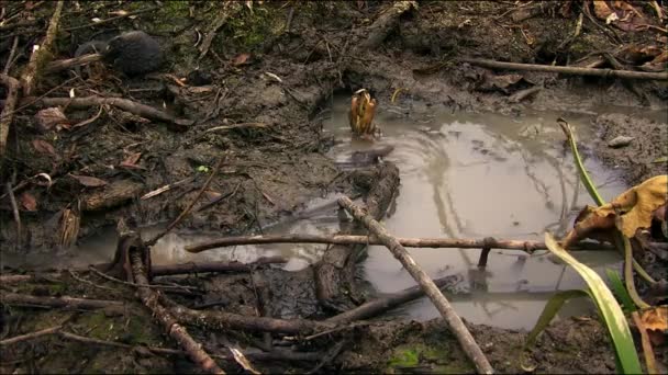 Az orosz desman (Desmana moschata). Lyukakat épít a tavak és a lassú folyású patakok partjaiba, de a kis, benőtt tavakat kedveli, ahol rengeteg rovar, rák és kétéltűek vannak.. — Stock videók