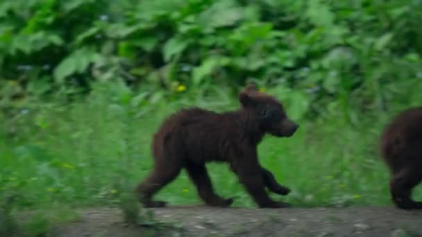 Filhotes Urso Brincam Floresta Perto Sua Toca Urso Pardo Urso — Vídeo de Stock