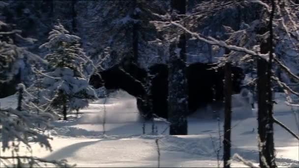 Älgen eller älgen (Lat. Alces alces) är den största bevarade arten i rådjursfamiljen. Älgen utmärker sig genom de breda, platta (eller palmerade) hornen hos hanarna.. — Stockvideo