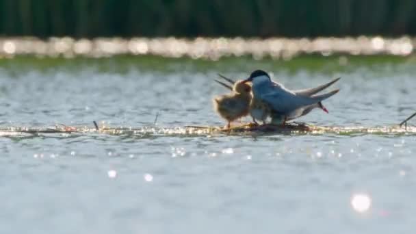 Gabbiano Del Lago Gabbiano Del Fiume Chroicocephalus Ridibundus Riproduce Una — Video Stock