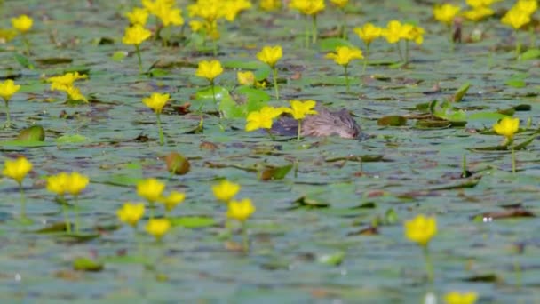 Ondatra Μοσχοπόντικας Ondatra Zibethicus Οδηγεί Ένα Ημι Υδρόβιο Τρόπο Ζωής — Αρχείο Βίντεο