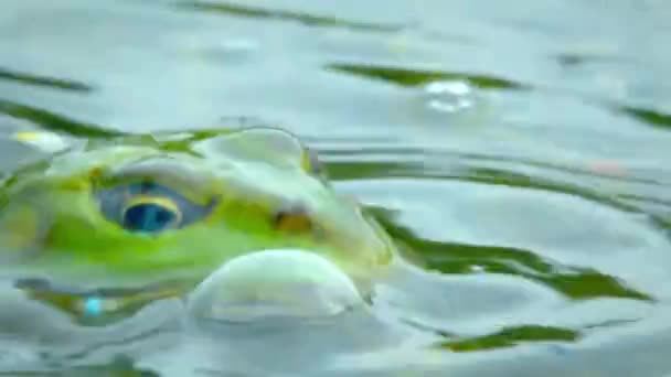 Sapo Verde Num Pântano Anfíbios Rãs São Capazes Produzir Uma — Vídeo de Stock