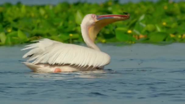 Американский Белый Пеликан Pelecanus Erythrorhynchos Размножается Северной Америке Двигаясь Побережью — стоковое видео