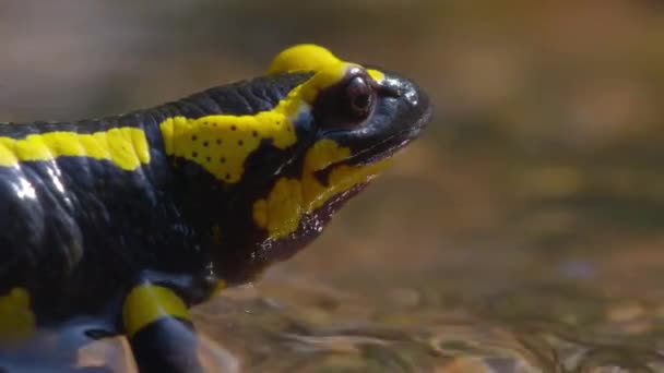 Fire Salamander Lat Salamandra Genus Tailed Amphibians Scientific Name Comes — Stock Video