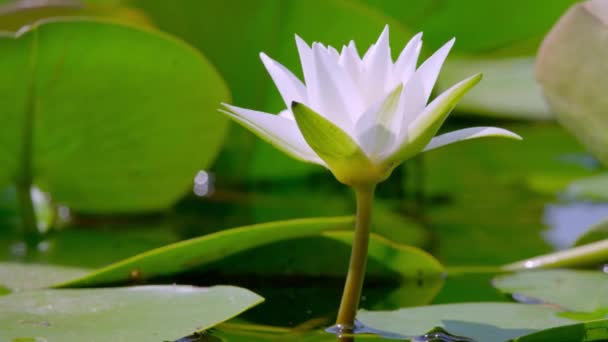 Prachtige Bloeiende Lotus Lat Nelumbo Het Wateroppervlak Witte Waterlelie Bloem — Stockvideo