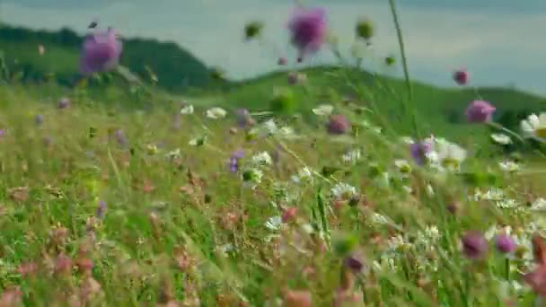 白いカモミールの夏の牧草地で 野の花 カモミールは 多年生の開花植物の属で 人生の最初の年から咲く低臭のハーブの約20種を組み合わせています — ストック動画