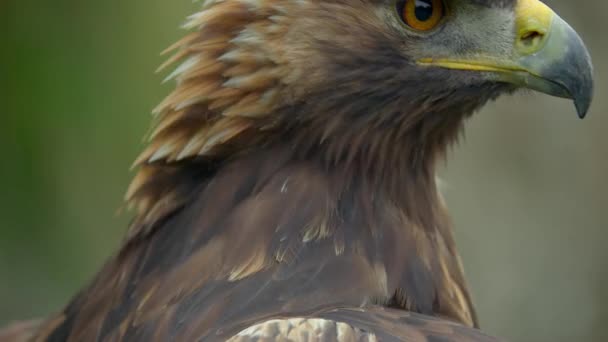 バークート フラット アクィラ クリサエトス Aquila Crysaetos タカ科の中で最も有名な鳥の一つで 最大のワシである 北半球に分布し 主に山に生息している — ストック動画