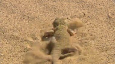 Kulak benekli kurbağa kafalı Agama (Phrynocephalus mystaceus). Kertenkele çoğunlukla çıplak kum tepelerinin olduğu yerlerde yaşar. Burrows kum tepelerinin yamaçlarını kazıyor.
