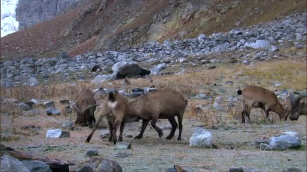 West Caucasian Tur Capra Caucasica Mountain Dwelling Goat Antelope Found — Stock Video