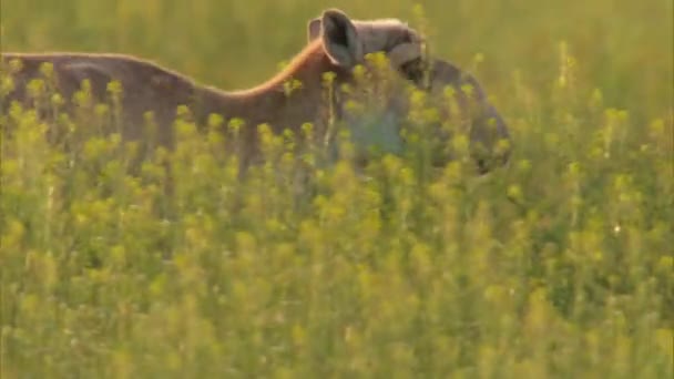 Saiga Vrouwelijk Margach Saiga Mannelijk Lat Saiga Tatarica Oudste Vertegenwoordiger — Stockvideo