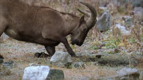 West Kaukasische Tur Capra Caucasica Een Geitenantilope Die Alleen Westelijke — Stockvideo