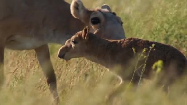 Saiga Hona Margach Eller Saiga Hane Lat Saiga Tatarica Den — Stockvideo