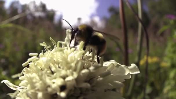 Hommel Lat Bombus Tijdens Vlucht Een Close Insect Uit Familie — Stockvideo