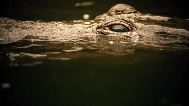 Cocodrilo Esperando Víctima Antes Del Ataque Los Cocodrilos Crocodilia Son — Vídeos de Stock