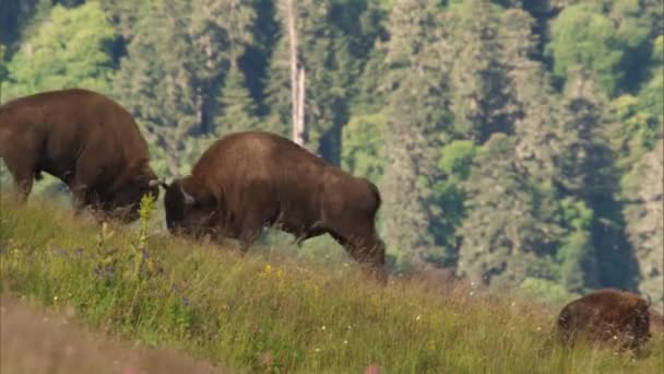 주베르 Zubr European Bison 동물의 일종이다 유럽에 들소의 마지막 자였습니다 — 비디오