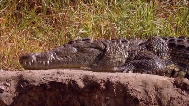 Lat 鳄鱼是生活在非洲 美洲和澳大利亚热带地区的大型水生爬行动物 — 图库视频影像