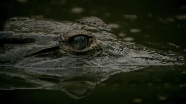 ワニは攻撃の前に被害者を待っています クロコダイル Crocodilia アフリカ アジア アメリカ オーストラリアの熱帯に生息する大型の水生爬虫類です — ストック動画