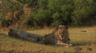 Afrika aslanı (Lat. Panthera leo). Erkek aslanların 40 cm 'ye kadar geniş yeleleri vardır. Aslan sürüsü sürüsü. 