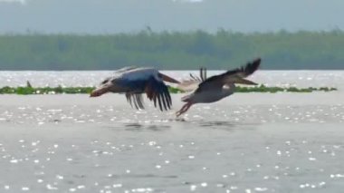 Amerikan beyaz pelikanı (Pelecanus erythrorhynchos). Kuzey Amerika 'nın iç kısımlarında, güneye ve kıyılara hareket ederek, Orta Amerika ve Güney Amerika' ya kadar yayılır.