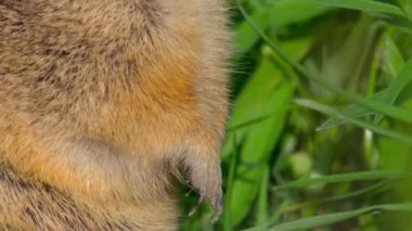 Dağ sıçanı (Marmota camtschatica) etrafa bakmak için Nora 'nın dışına baktı. - Yakın çekim. Vahşi doğa. Kamçatka..