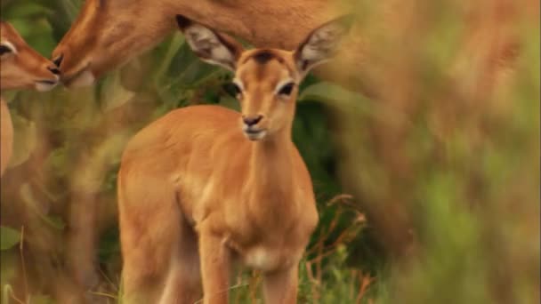 Cerf de jachère, ou cerf d'Europe (Dama dama) cerf de taille moyenne, commun en Europe et en Asie. Il est caractérisé cornes larges, en particulier chez les mâles matures, et repéré une couleur d'été.