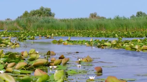 Красивый Цветущий Лотос Лат Нелумбо Поверхности Воды Лесном Озере Растет — стоковое видео