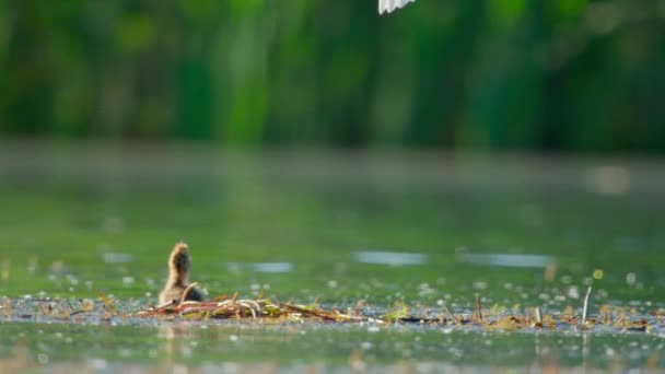 Νεοσσός Της Λίμνης Gull Του Ποταμού Gull Chroicocephalus Ridibundus Αναπαράγεται — Αρχείο Βίντεο