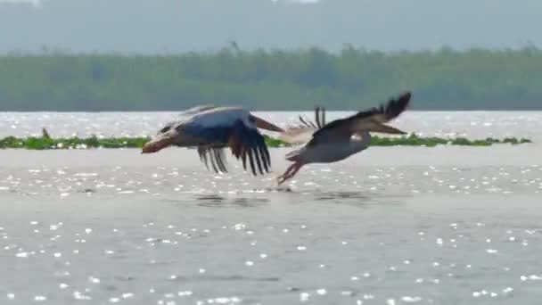 Amerikansk Vit Pelikan Pelecanus Erythrorhynchos Det Häckar Inre Nordamerika Rör — Stockvideo