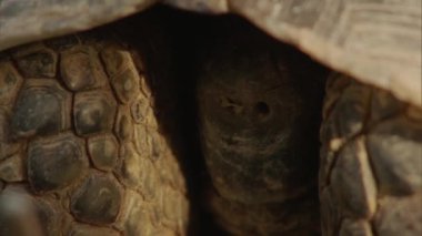 Kaplumbağa (Testudines). Kaplumbağaların ayırt edici özelliklerinden biri kabuktur, iki bölümden oluşur: carapace ve plastron, ve düşmanlara karşı ana savunma olarak hizmet verir..